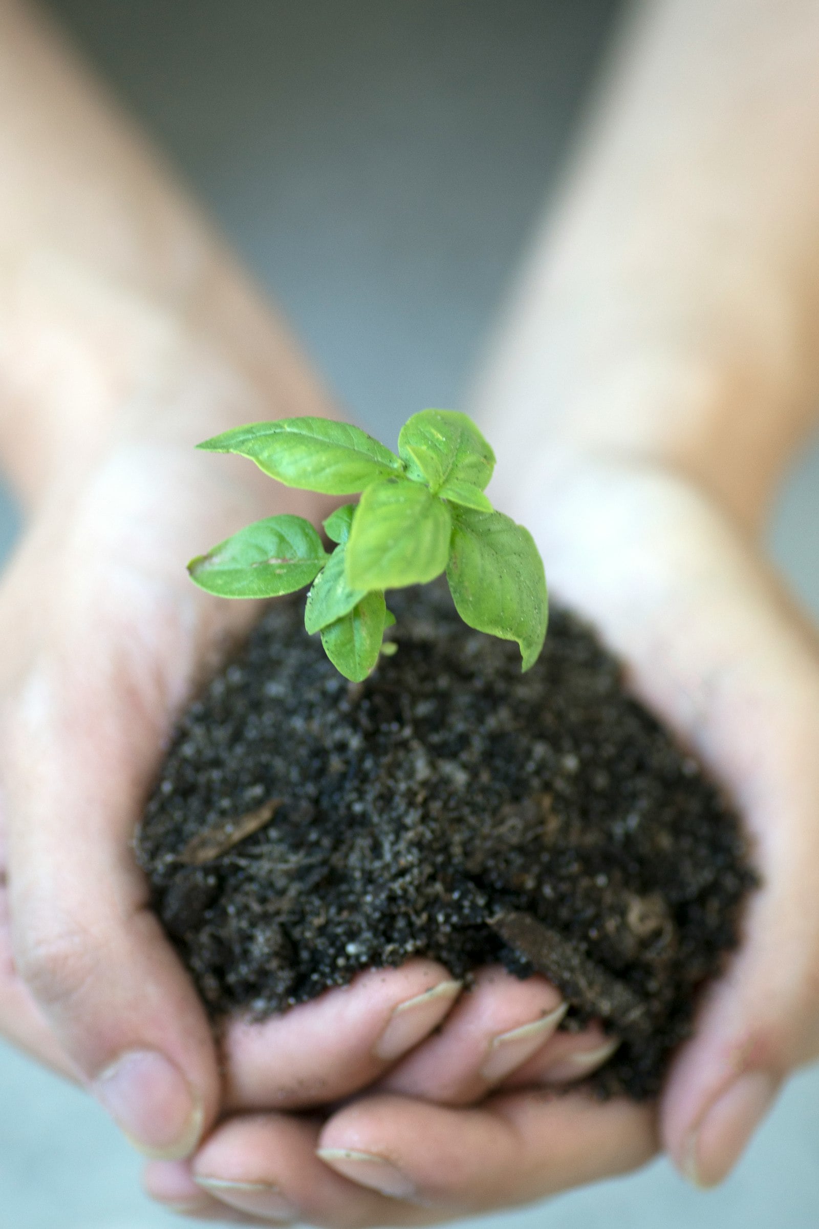 Hands tending organic crops
